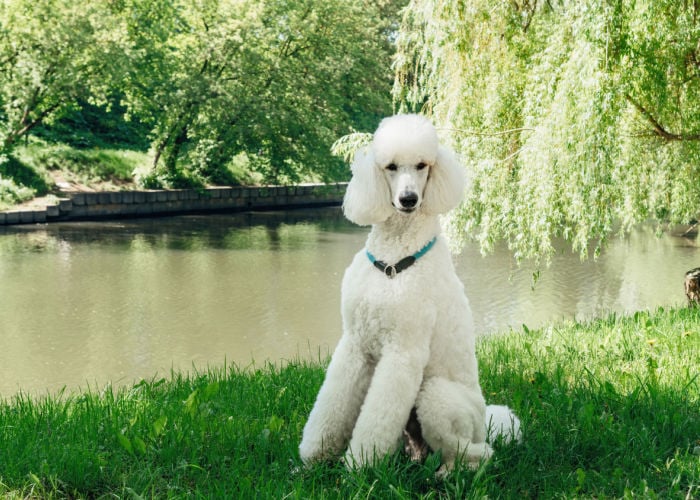 poodle dog breed