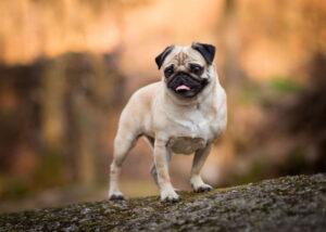 pug dog breed