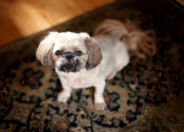 pug-poodle mix