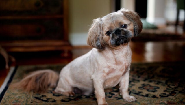 pugapoo dog breed