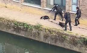 two dogs shot by met police