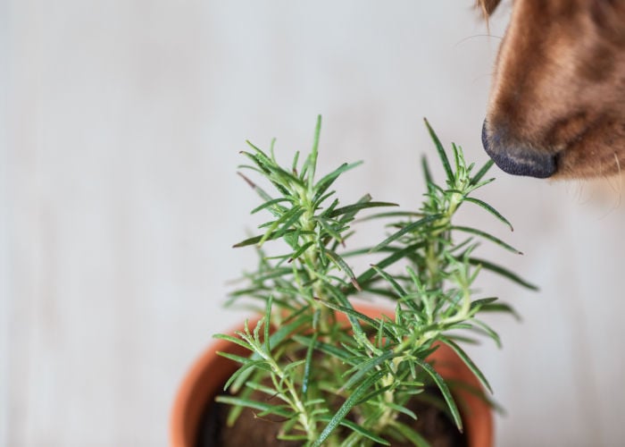 what other herbs are bad for my dog