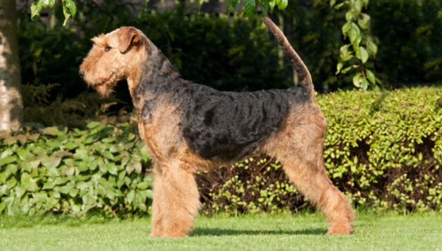 Airedale Terrier breed price