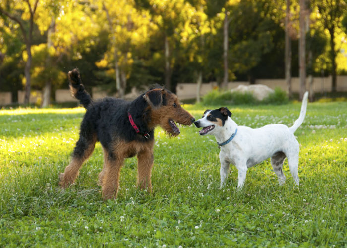 Airedale Terrier cost