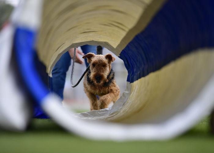 Airedale Terrier dog champion bloodline