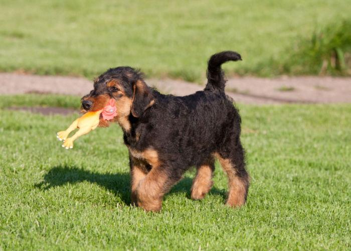 Airedale Terrier puppy price