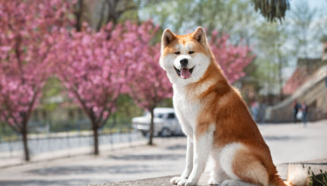 Akita breed price