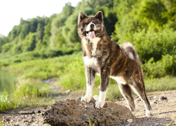 American Akita Breed Price