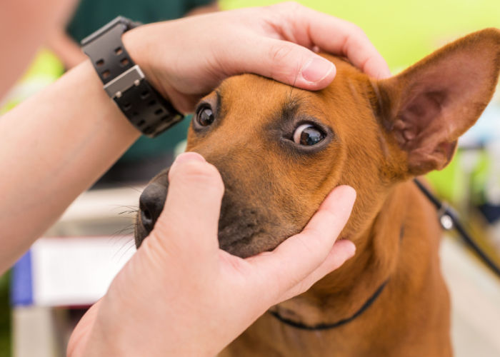 Best Animal Hospitals in Montana