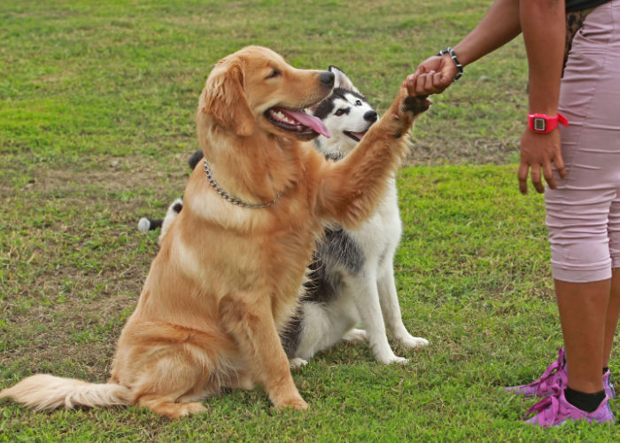 Best Dog Trainers in Montana