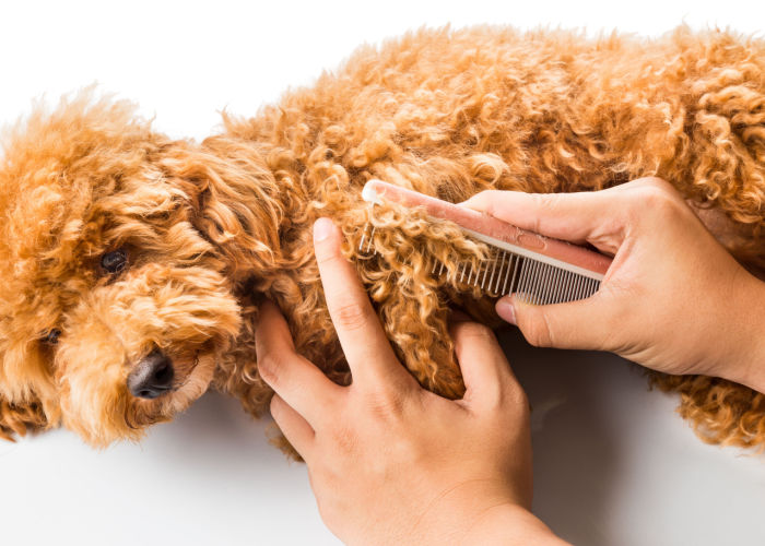 Best Pet Groomers in Montana