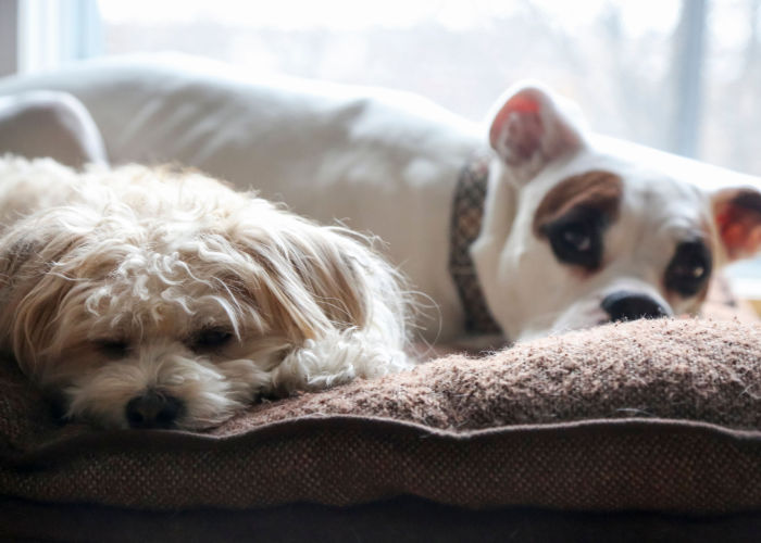 Boxer and Poodle Mix dog breed