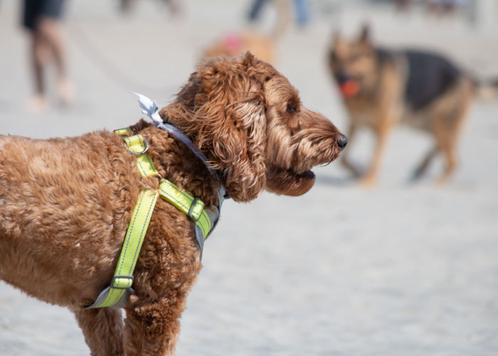 Boxerdoodle lifestyle and exercise