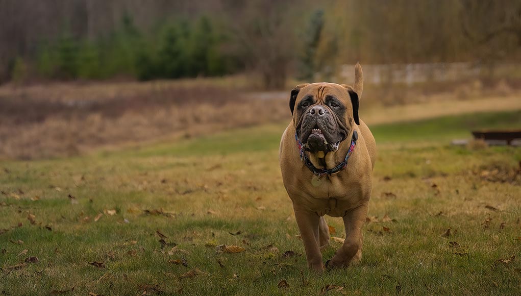 Bullmastiff Dog Breed Profile Featured Image