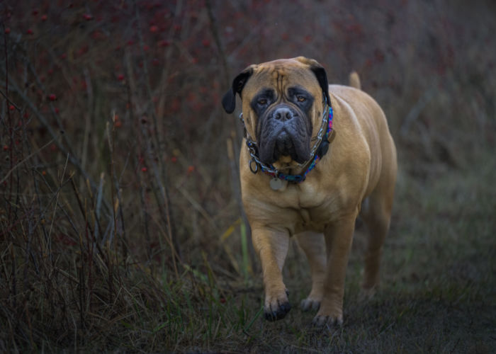 Bullmastiff Dog Breed