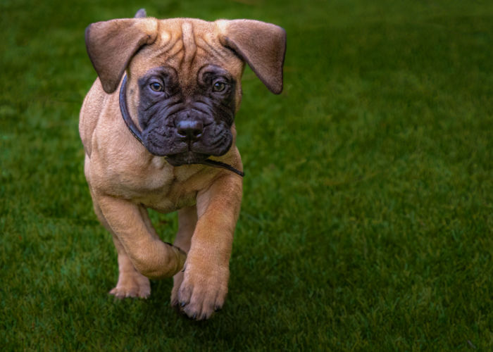 Bullmastiff Puppy