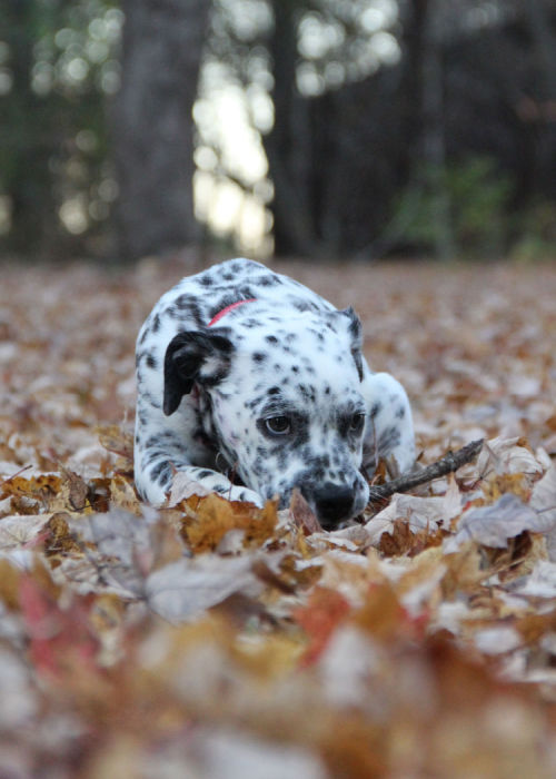 Bullmatian Dog Breed