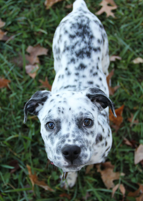 Bullmatian Pup