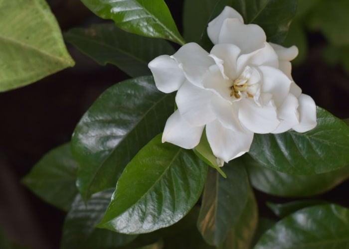 Cape Jasmine Poisonous to Dogs