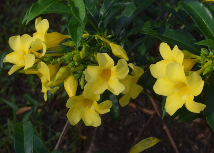 Carolina Jasmine Poisonous to Dogs