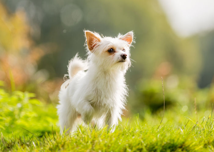 Chorkie Yorkshire Terrier and Chihuahua Mix Breed