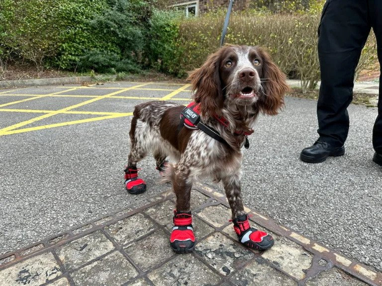 Cocker spaniel Giddy Hero Dog Hired By Firefighters (Image: West Midlands Fire Service/ SWNS)