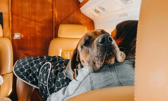 Couple Charters $100,000 Private Jet to Fly Pet Dogs to Europe