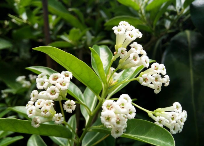 Day Blooming Jasmine Poisonous to dogs