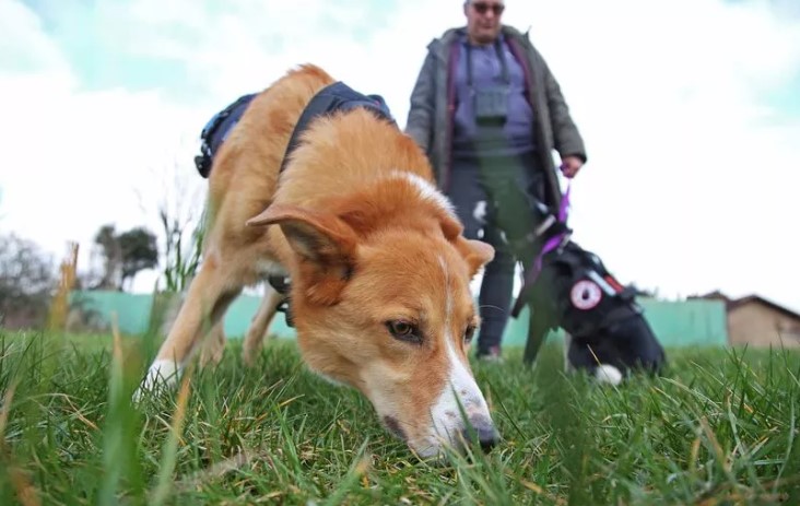 Dog detectives Diesel and Skye Help Find Lost and Stolen Pets