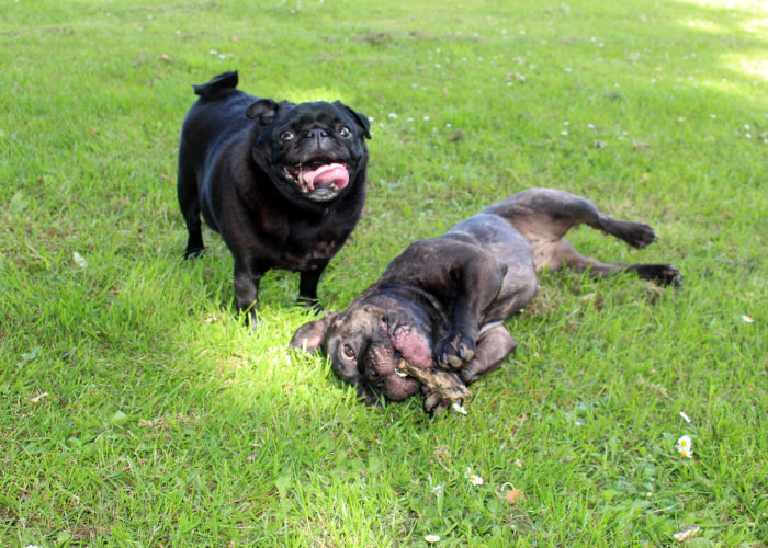 Frenchie Pug dog