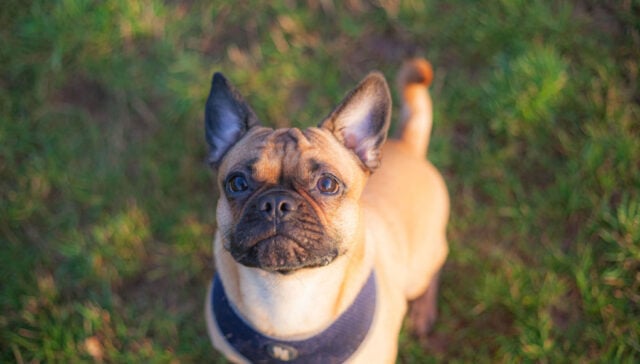 Frug Dog Breed Profile