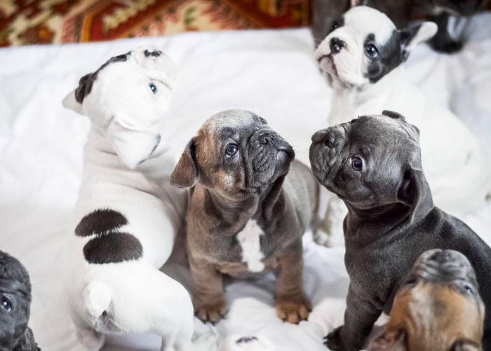 Frug puppies