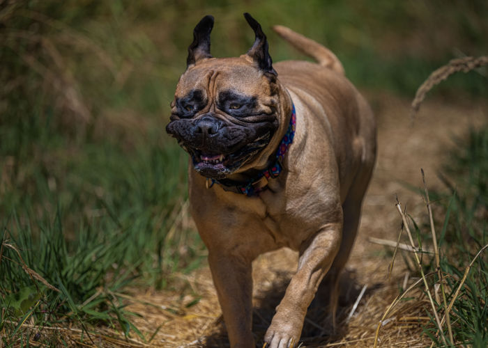 Happy running Bullmastiff