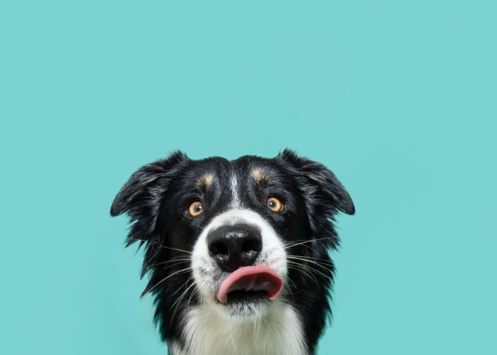 Hungry Border Collie