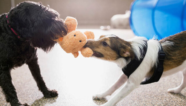 Indoor Puppy Games featured Image