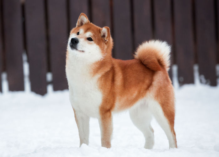 Japanese Akita breed price