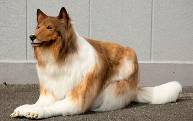 Japanese Man Became a Dog After Buying £12K Collie Costume