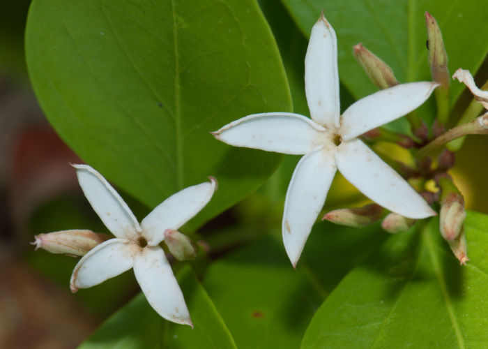 Is Jasmine Toxic To Dogs: Jasmine Jasminum sp (not toxic)