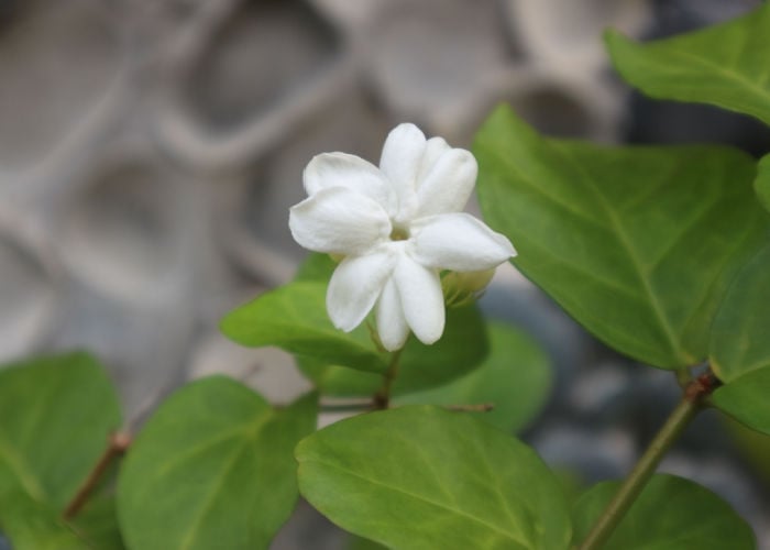 Jasminum sp 