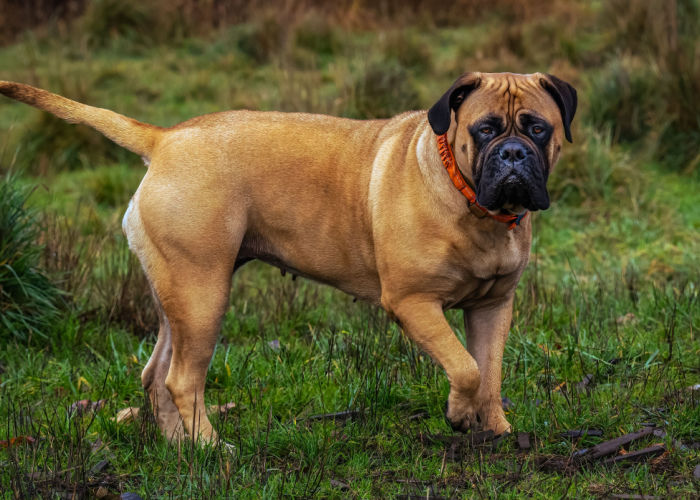 Large Bullmastiff