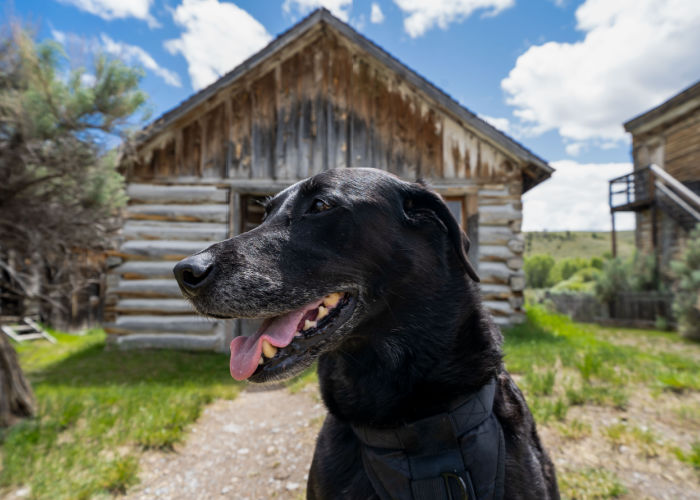 Montana Dog