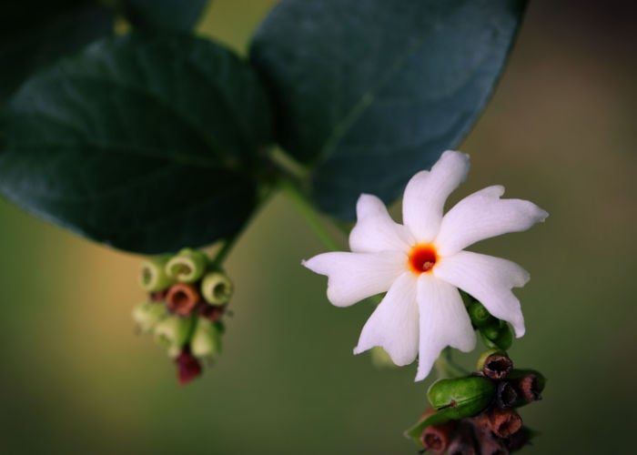 Night Blooming Jasmine Poisonous to dogs