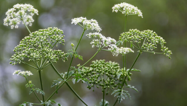 Poisonous hemlock plant causes dog deaths in Ireland