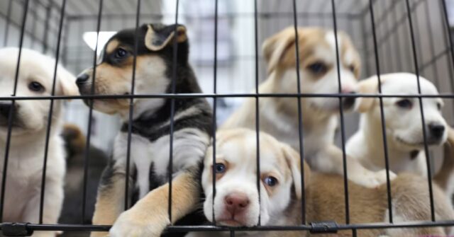 Puppy Smuggling Crackdown Dropped in Major Government U-turn