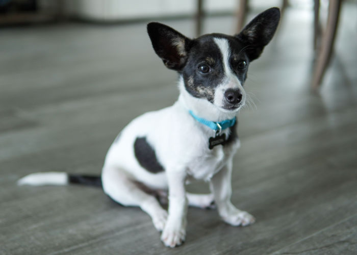 Rat Terrier and Chihuahua Mix Breed