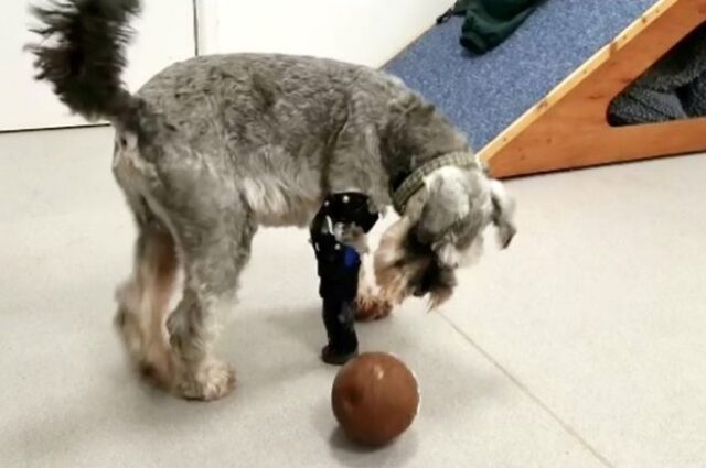 Three-Legged Dog Returns to Football With New Prosthetic Paw