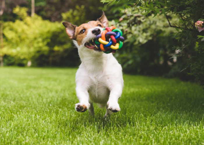 What not to bring at the dog park