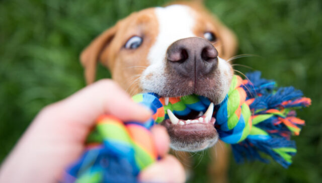 activities to do at dog parks