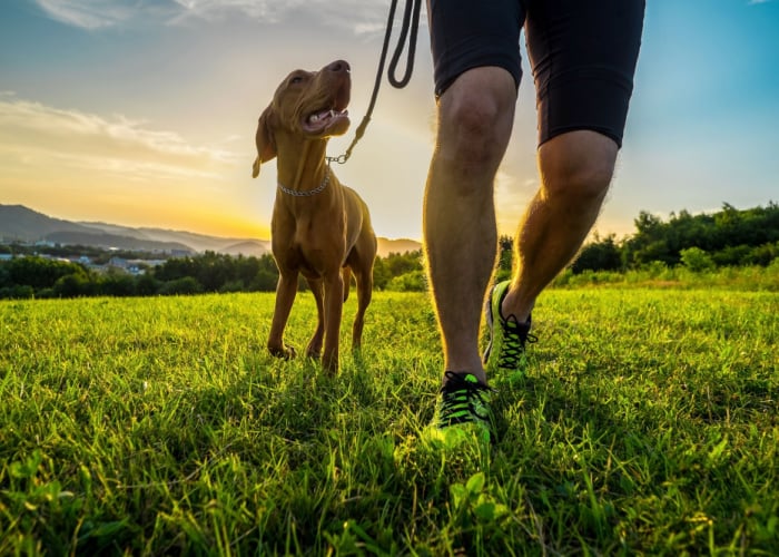 why do dogs roll in the grass - dog on a leash walking on grass with owner 