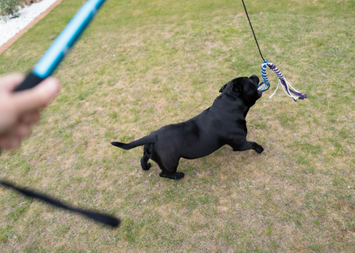 activity for dogs at dog park flirt pole